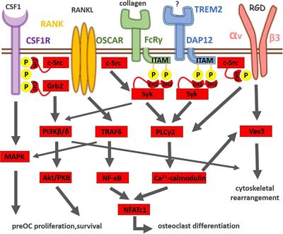 Osteoclast Signal Transduction During Bone Metastasis Formation